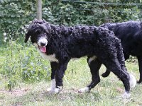 Puppys van Bliss040622-0057